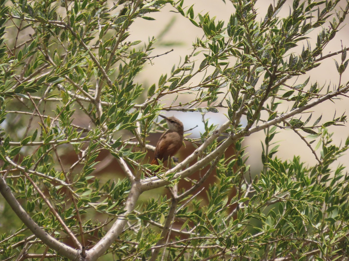 Bolivian Earthcreeper - ML636508155