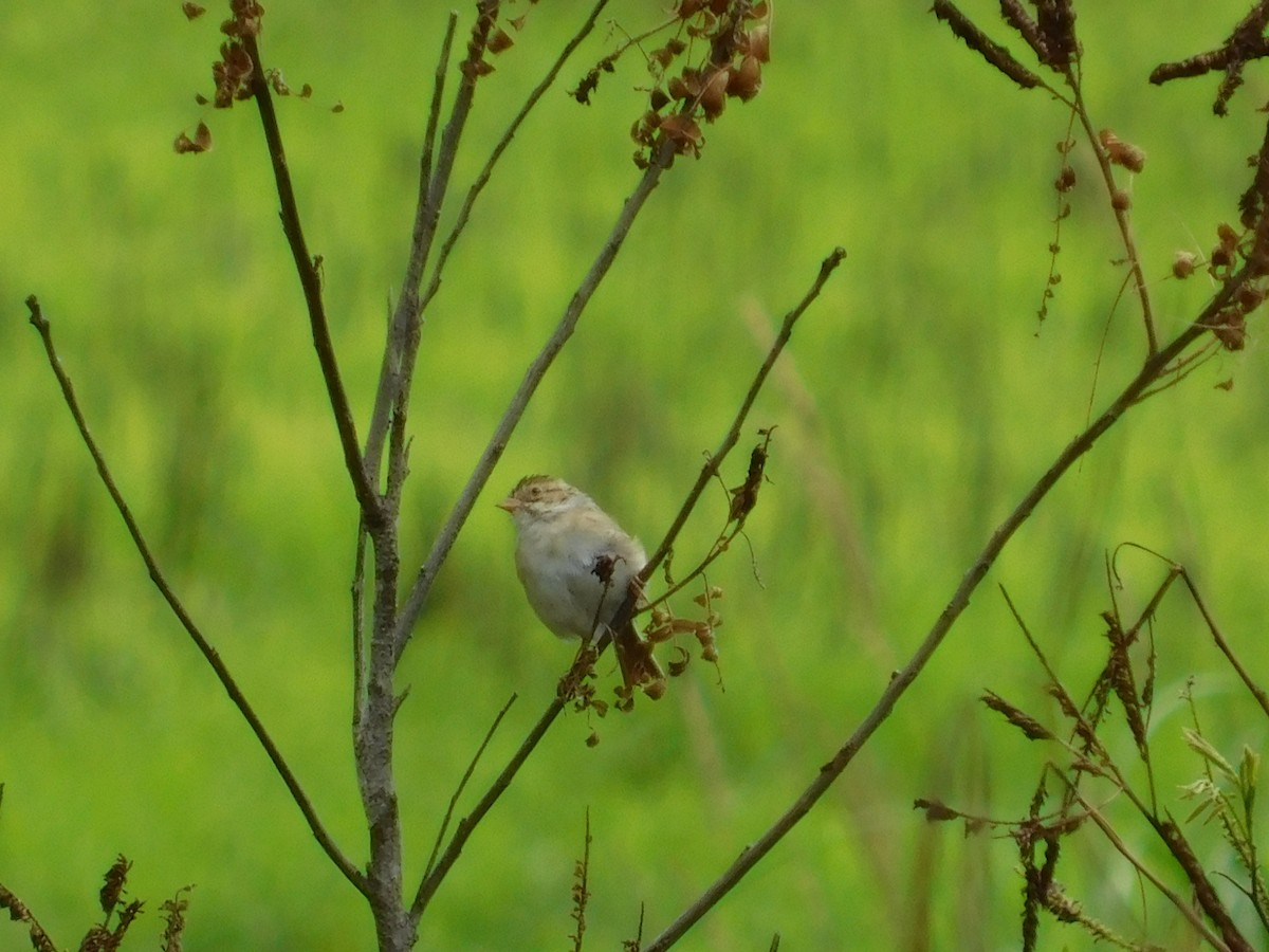 Clay-colored Sparrow - ML636508202