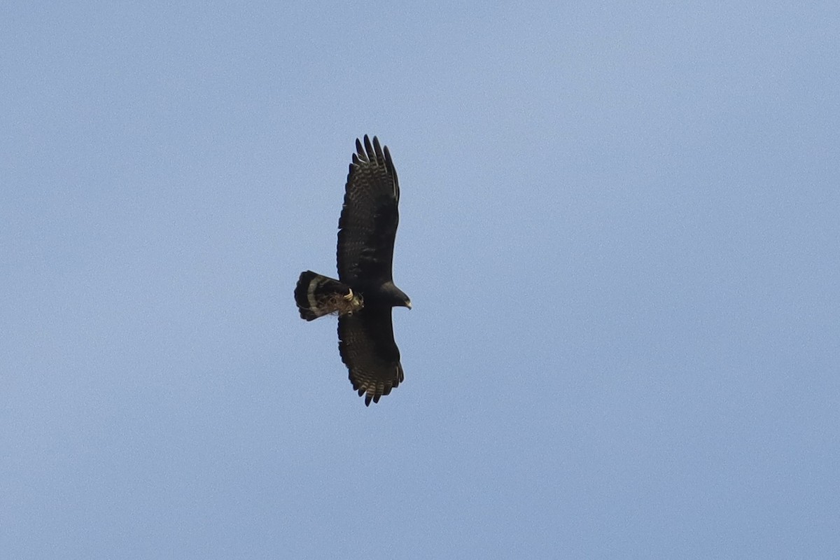 Zone-tailed Hawk - ML636508213
