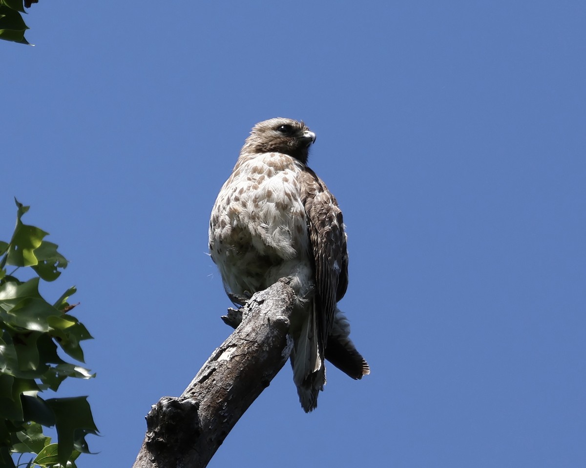 Red-shouldered Hawk - ML636508253