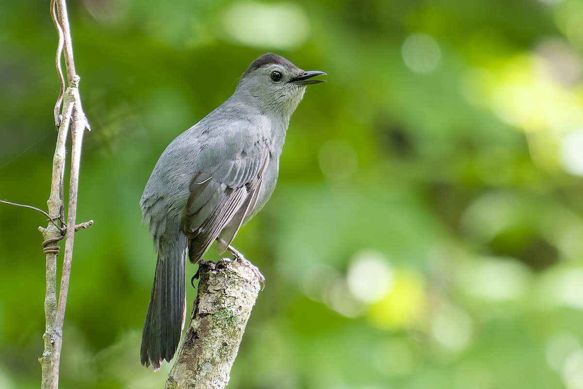 Gray Catbird - ML636508286