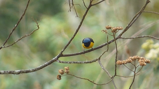 Golden-rumped Euphonia - ML636508290