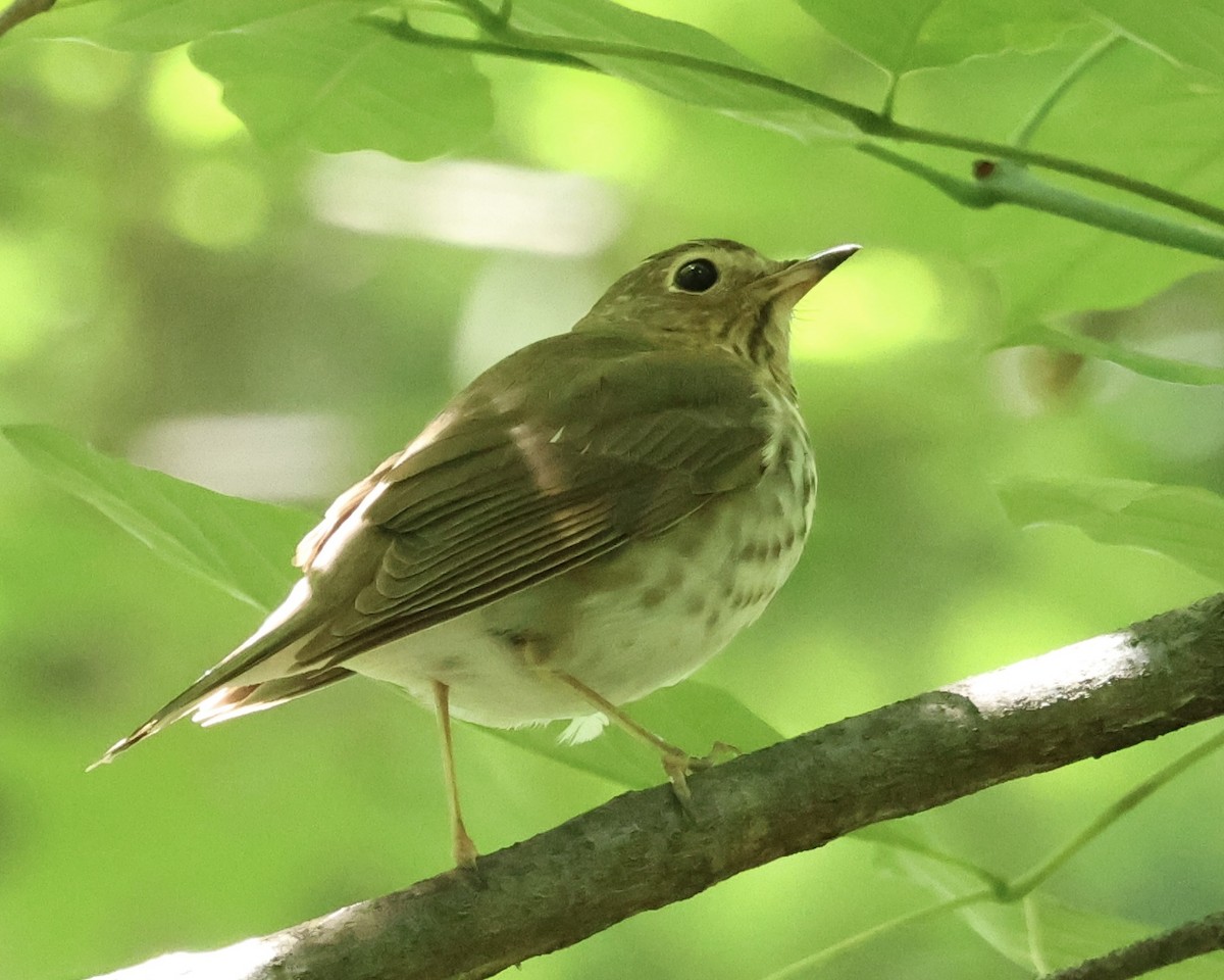 Swainson's Thrush - ML636508292