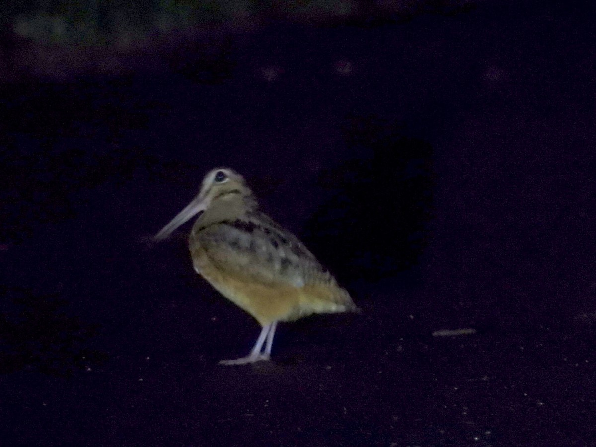 American Woodcock - ML636508301