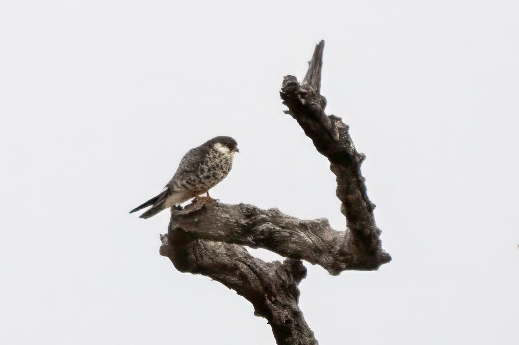 Amurfalke - ML636508428