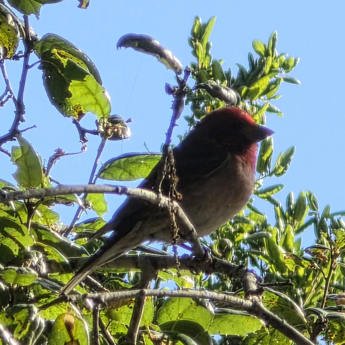 Purple Finch - ML636508436