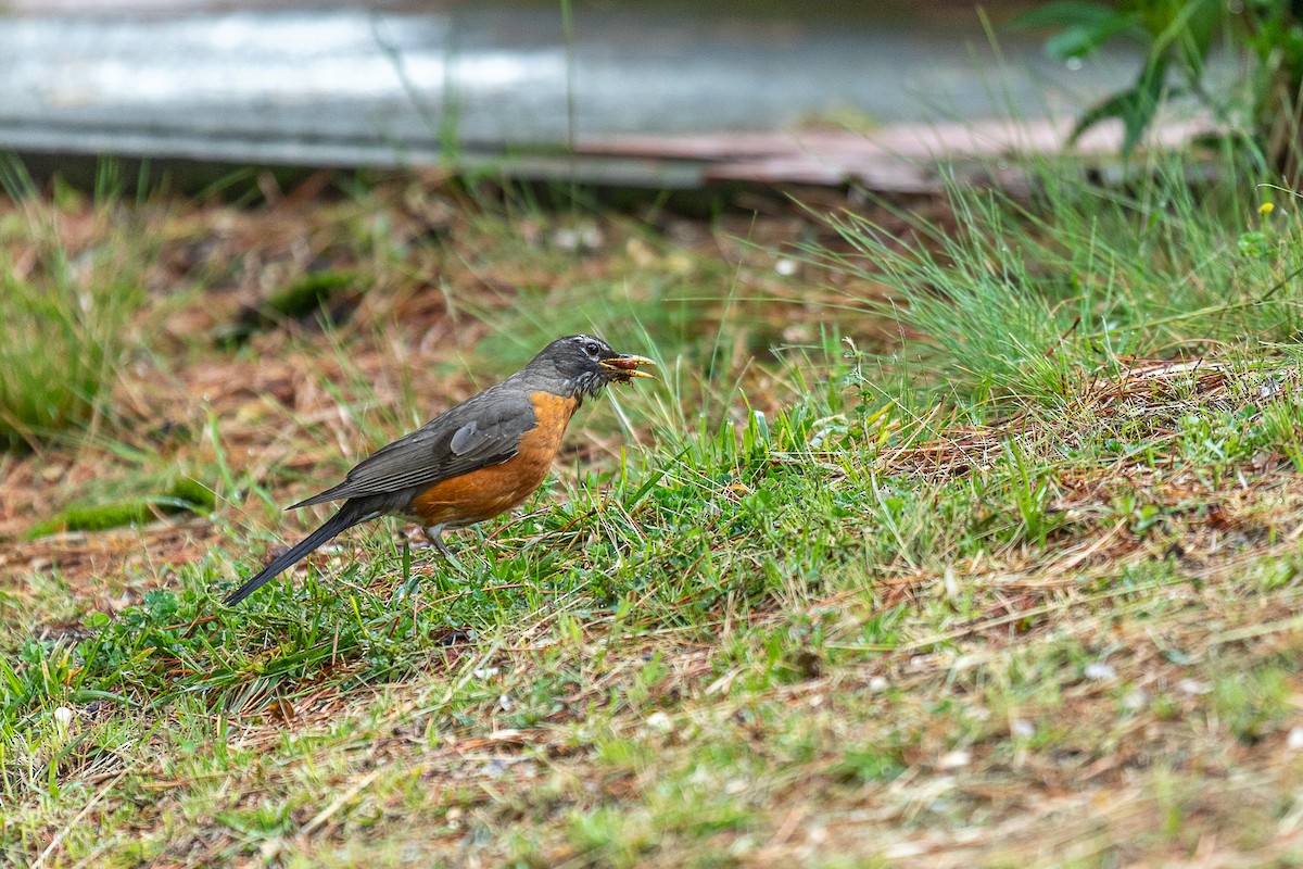American Robin (migratorius Group) - ML636508457