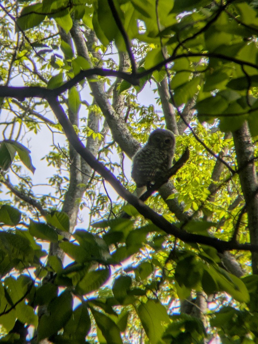 Barred Owl - ML636508533