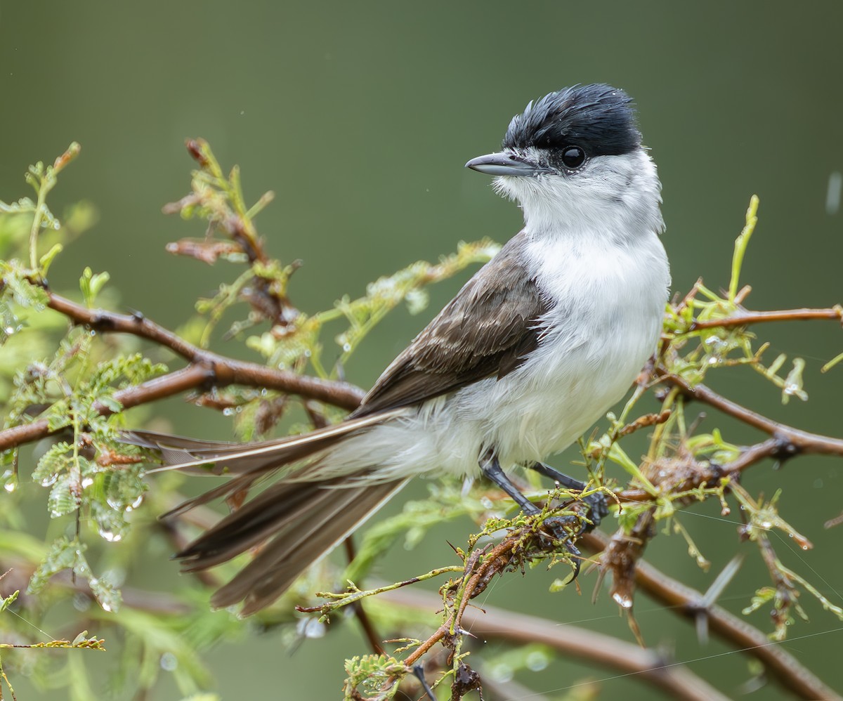 White-naped Xenopsaris - ML636508544