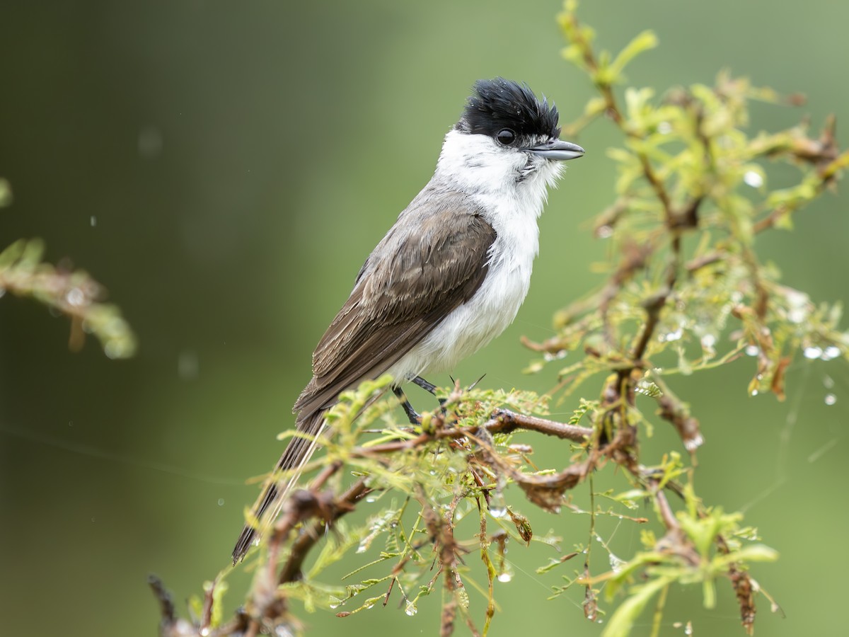 White-naped Xenopsaris - ML636508545