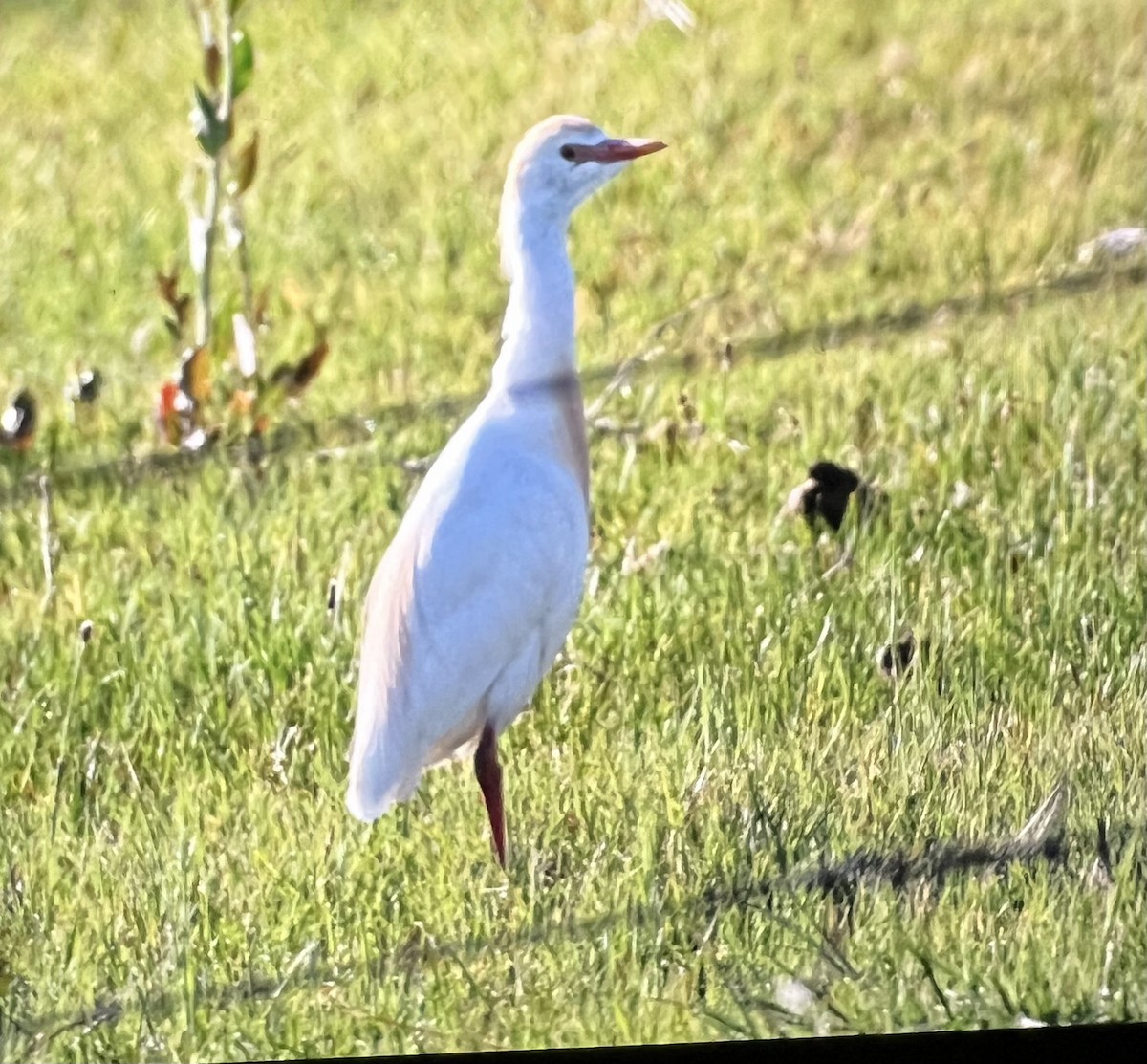 Western Cattle-Egret - ML636508583