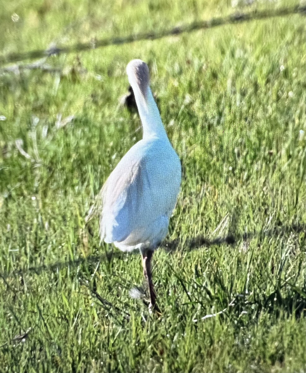 Western Cattle-Egret - ML636508584