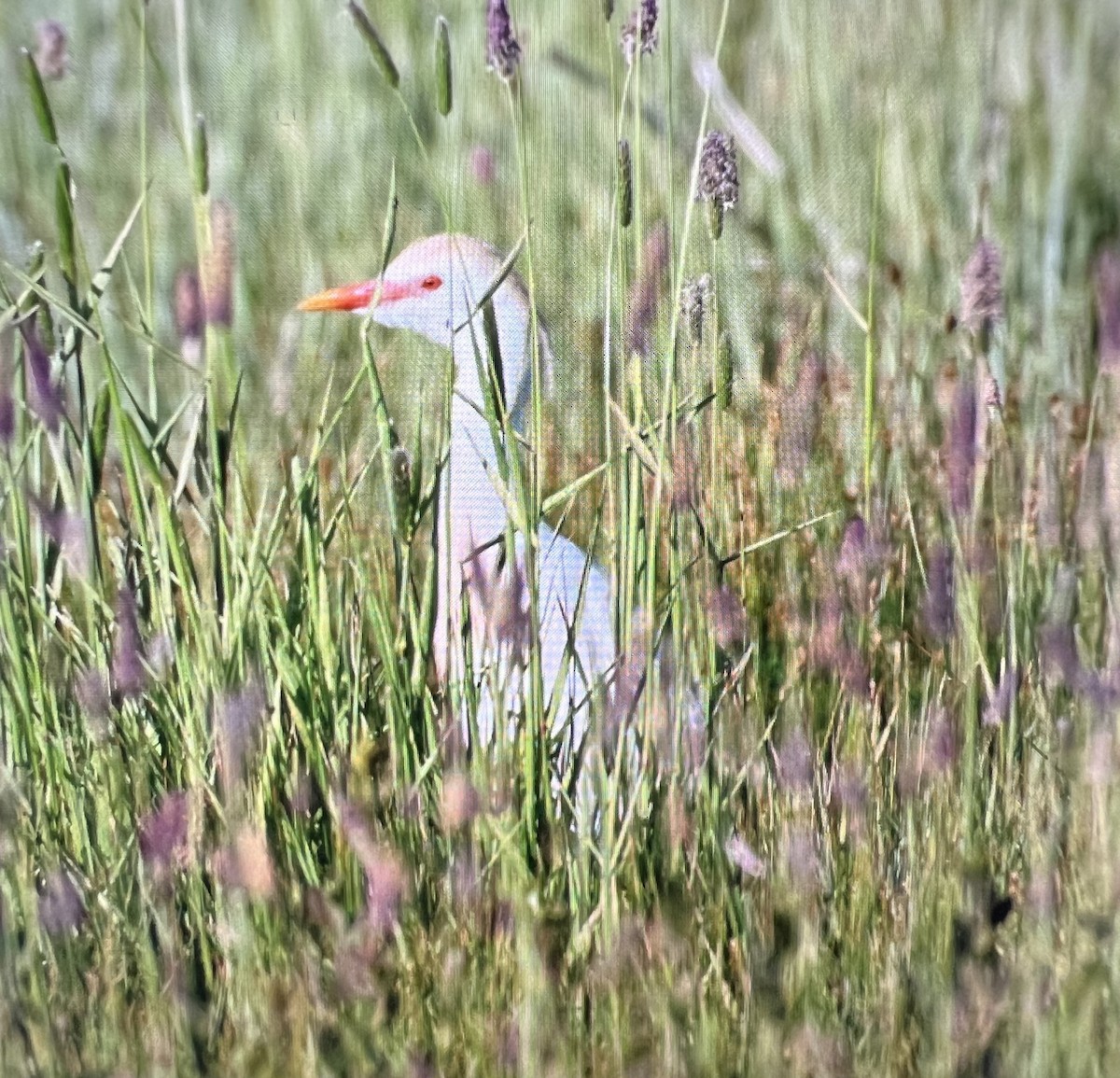 Western Cattle-Egret - ML636508585