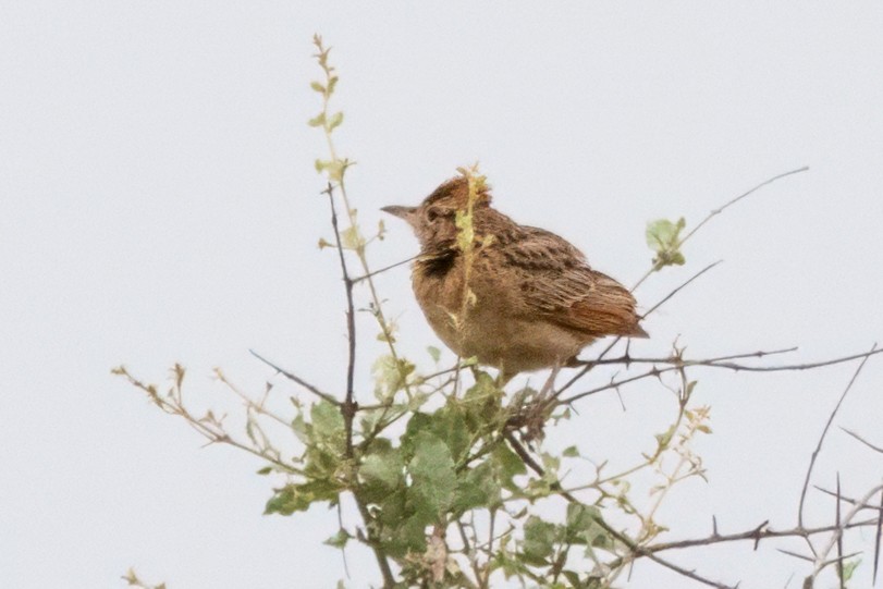 Rufous-naped Lark - ML636508675