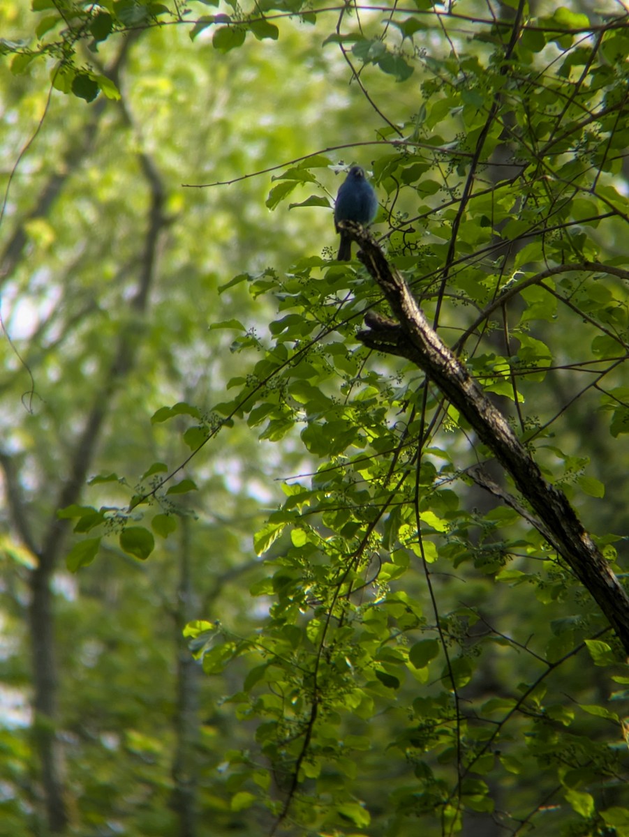 Indigo Bunting - ML636508706