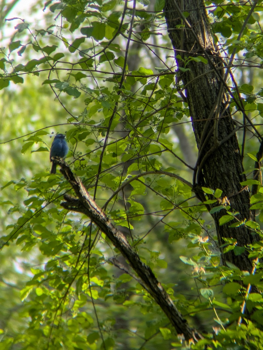 Indigo Bunting - ML636508707