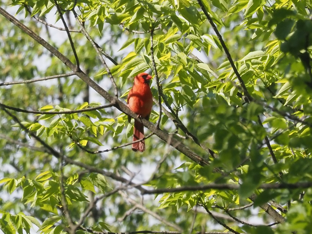 Northern Cardinal - ML636508728