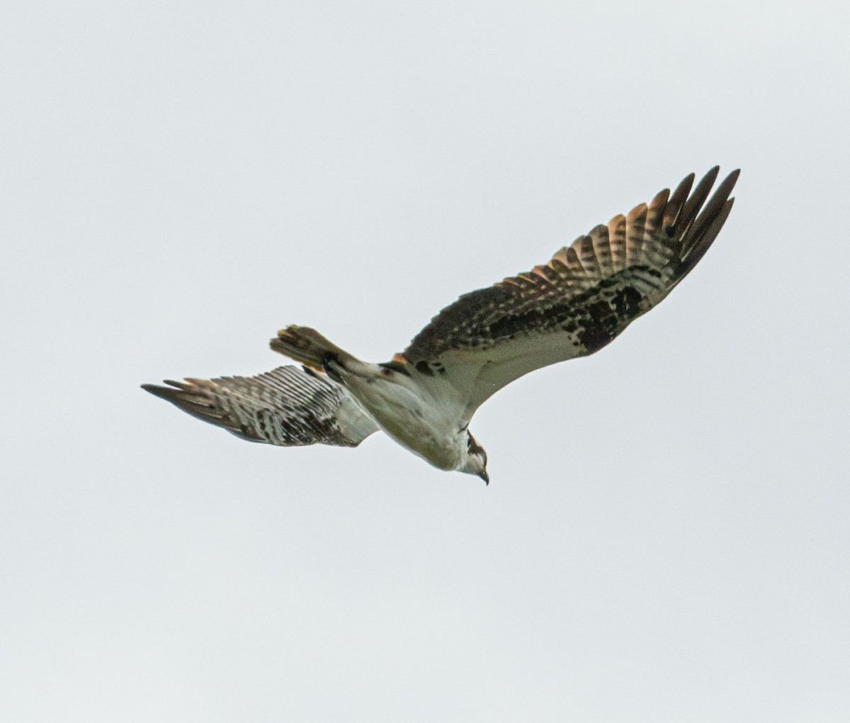 Balbuzard pêcheur - ML636508733