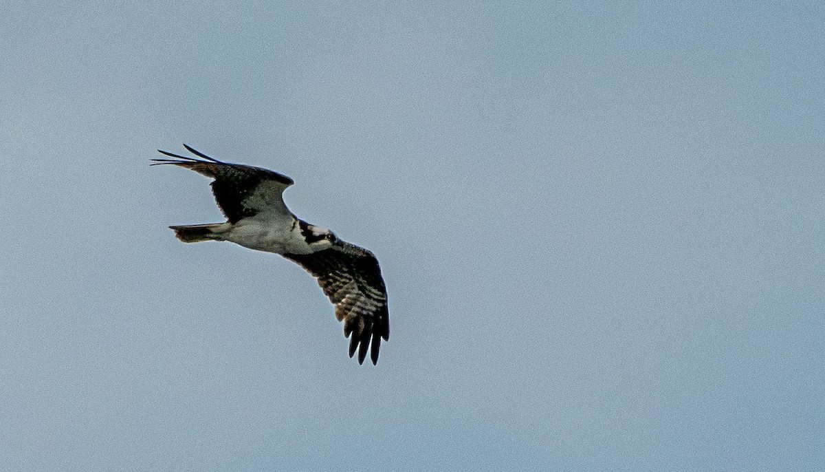 Balbuzard pêcheur - ML636508735