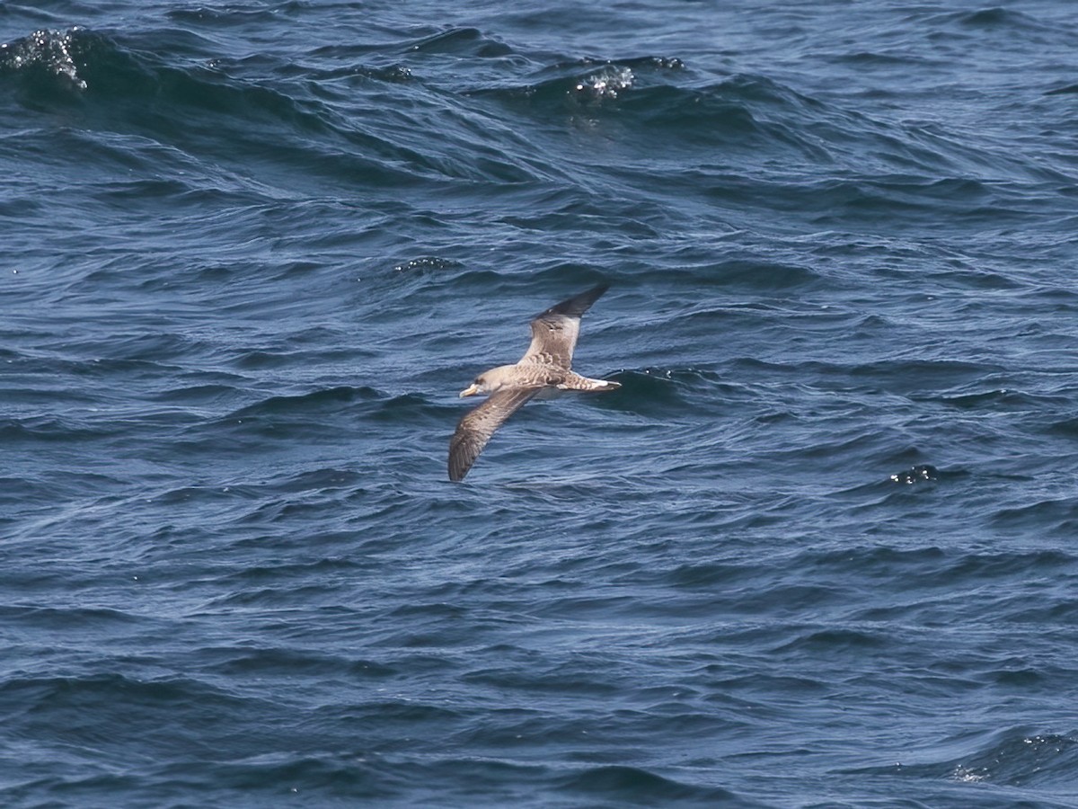 Cory's Shearwater - Spencer Seale