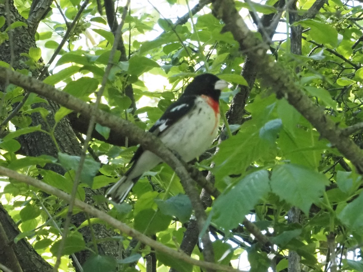 Rose-breasted Grosbeak - ML636508764