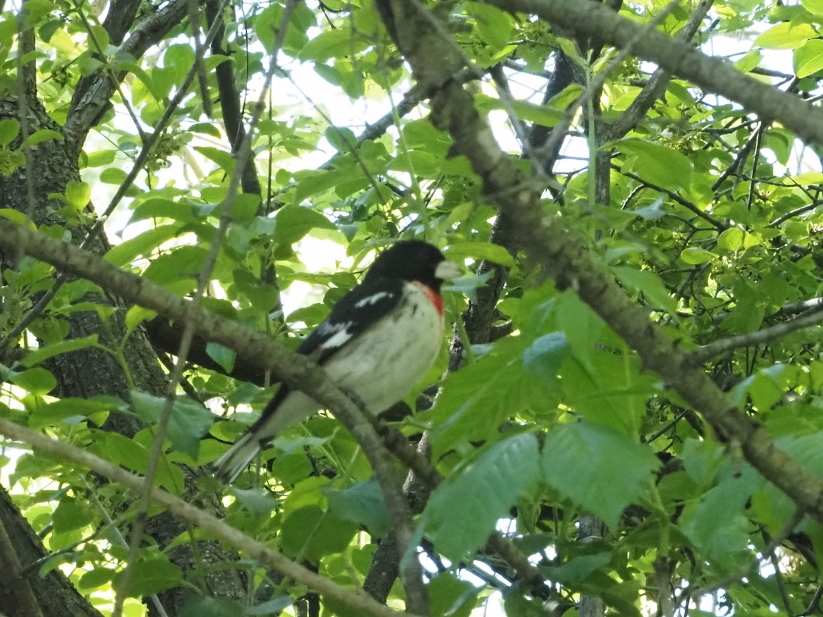 Rose-breasted Grosbeak - ML636508765