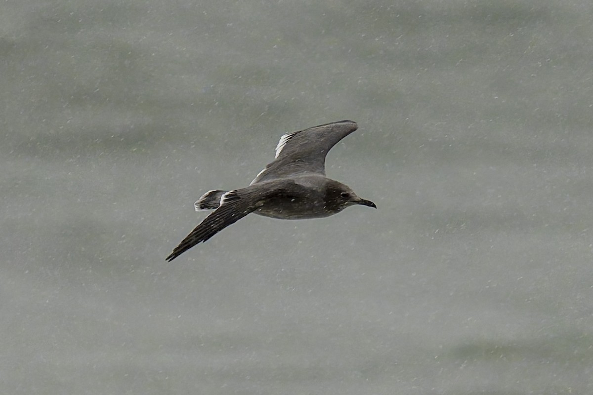 ørkenmåke - ML636508771