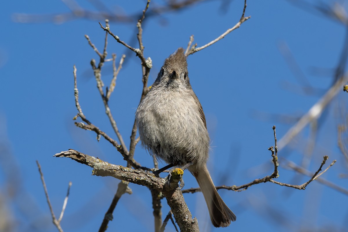 Oak Titmouse - ML636508834