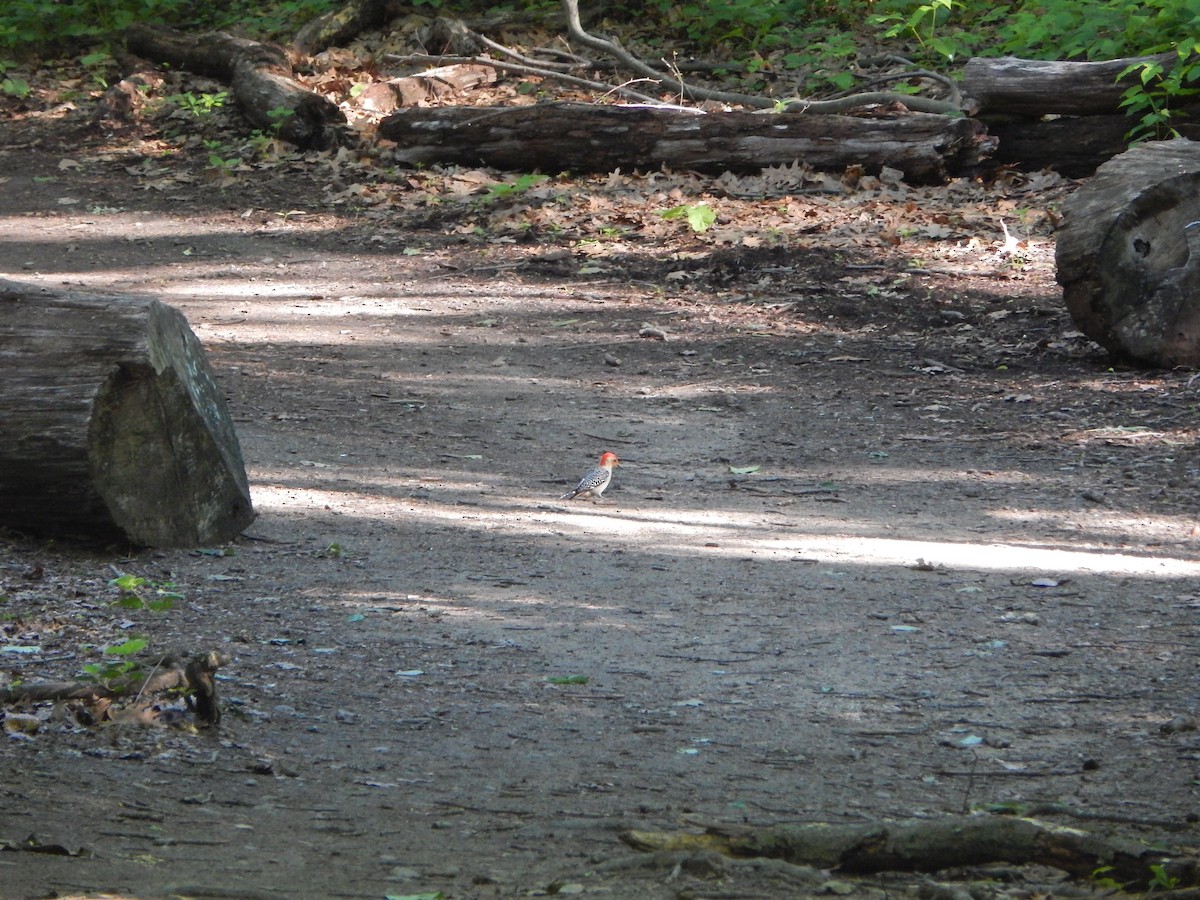 Red-bellied Woodpecker - ML636508878
