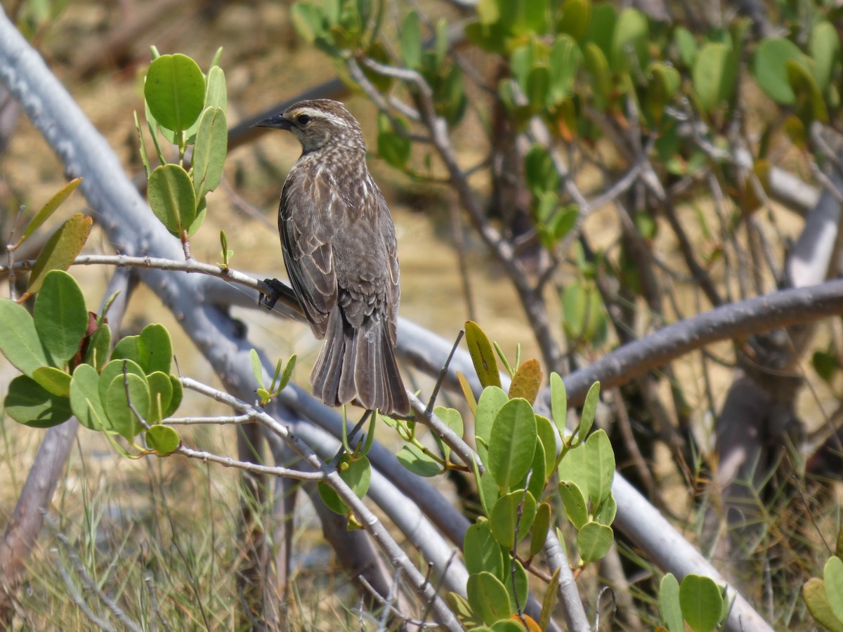 Red-winged Blackbird - ML636508956
