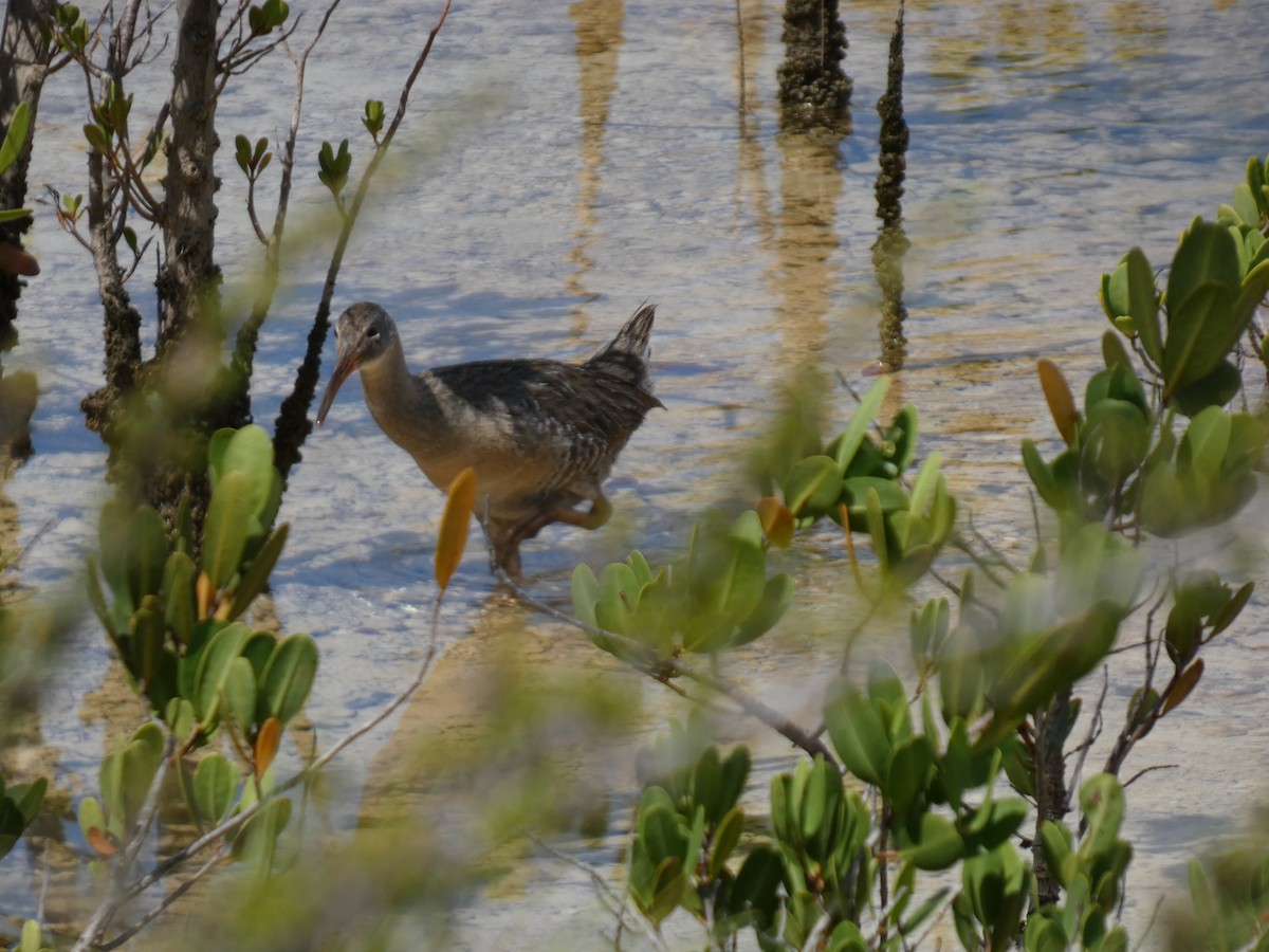 Clapper Rail - ML636509011