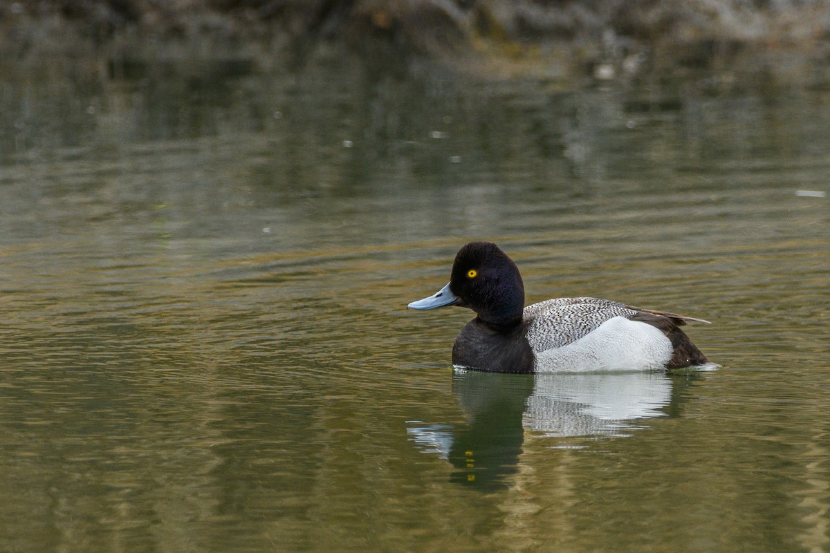 Lesser Scaup - ML636509055