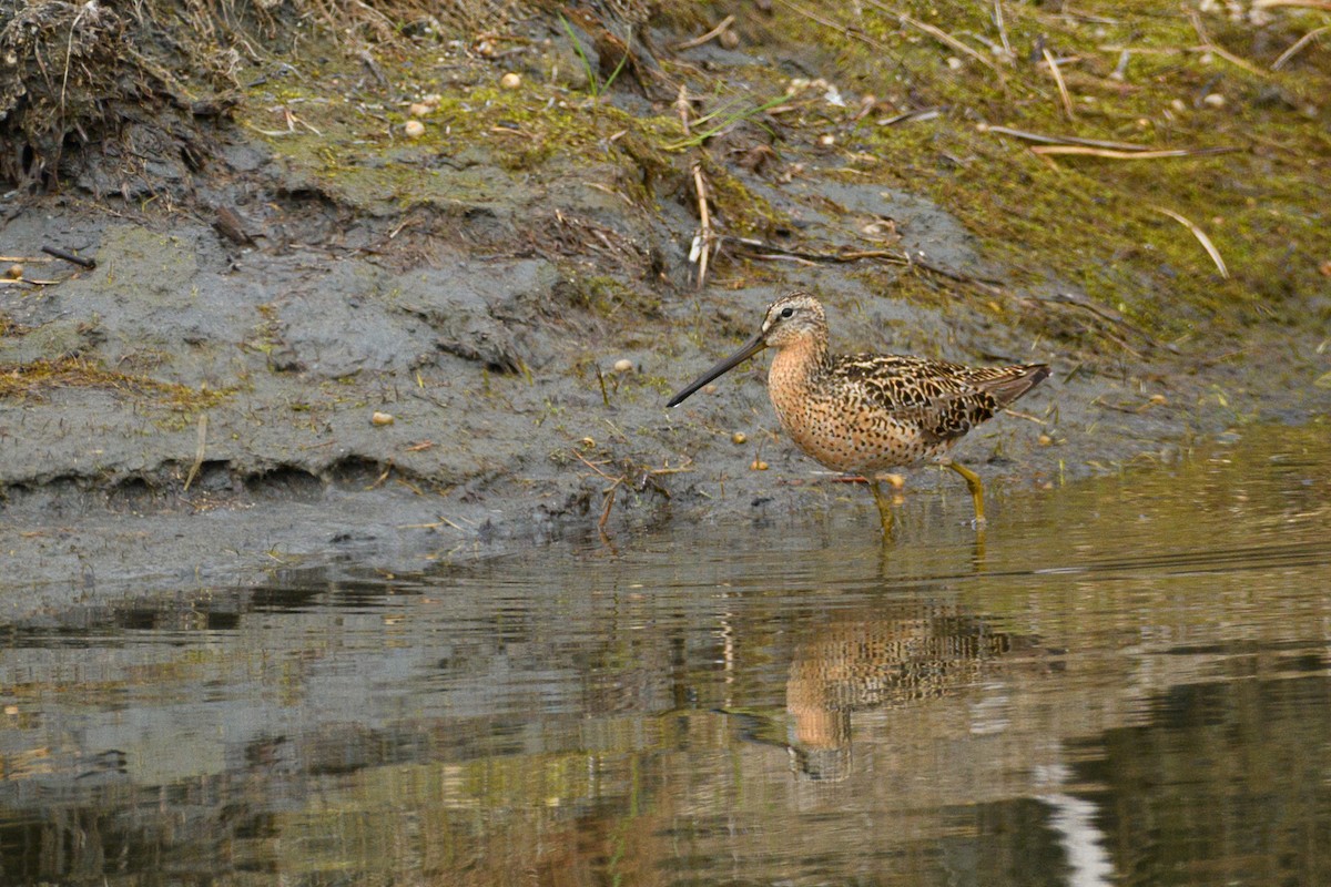 Short-billed Dowitcher - ML636509062