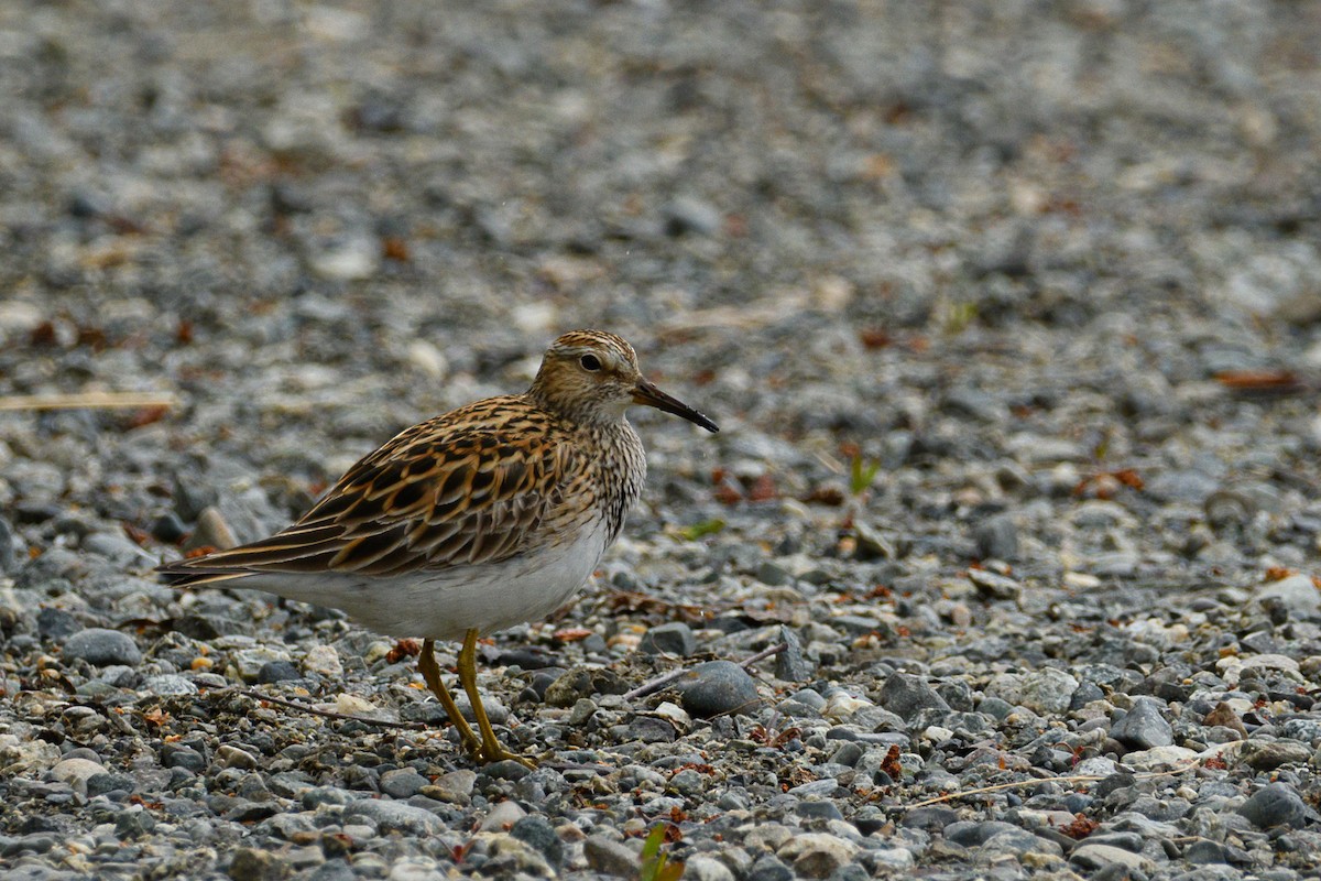Least Sandpiper - ML636509083
