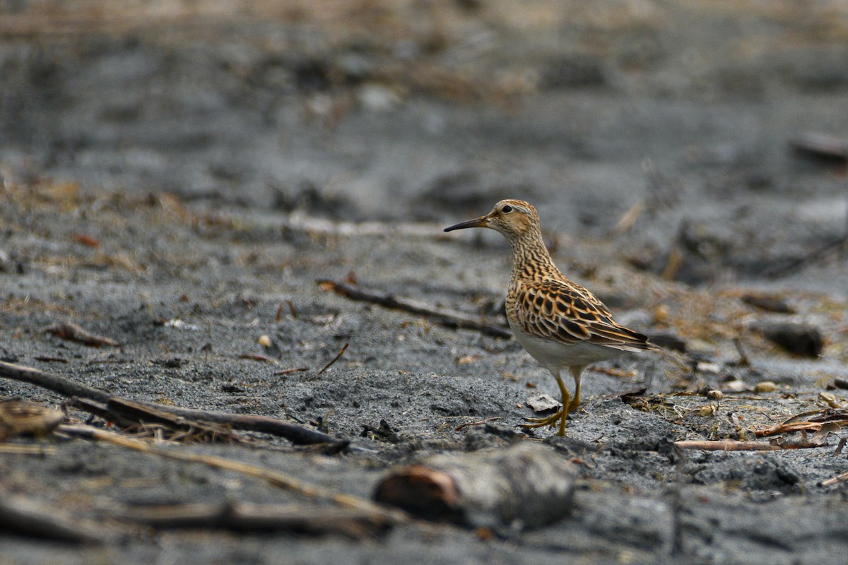Least Sandpiper - ML636509085