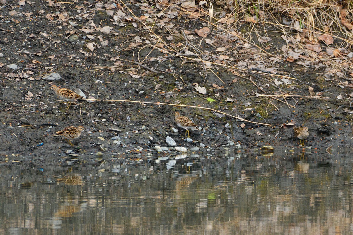 Least Sandpiper - ML636509086