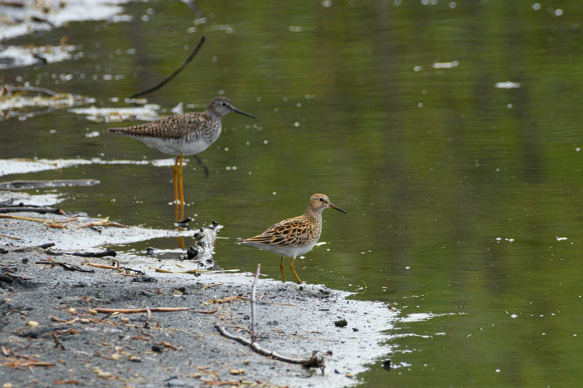 Least Sandpiper - ML636509087