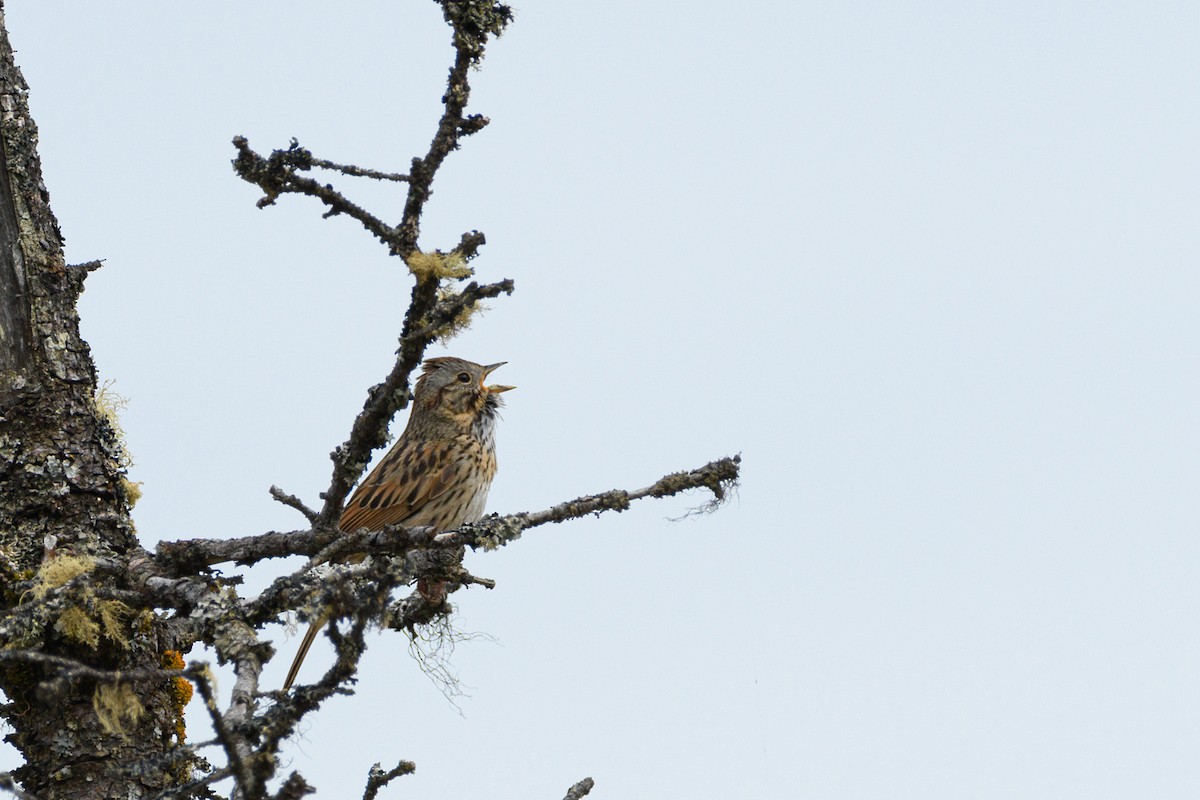 Lincoln's Sparrow - ML636509112