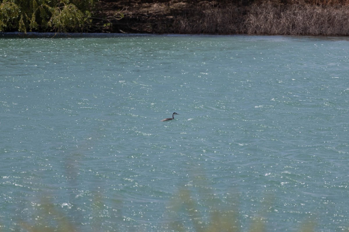 Clark's Grebe - ML636509214