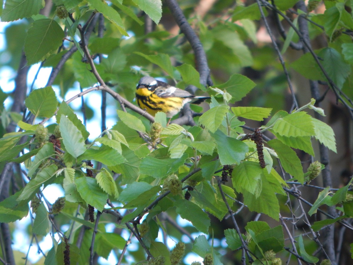 Magnolia Warbler - ML636509222