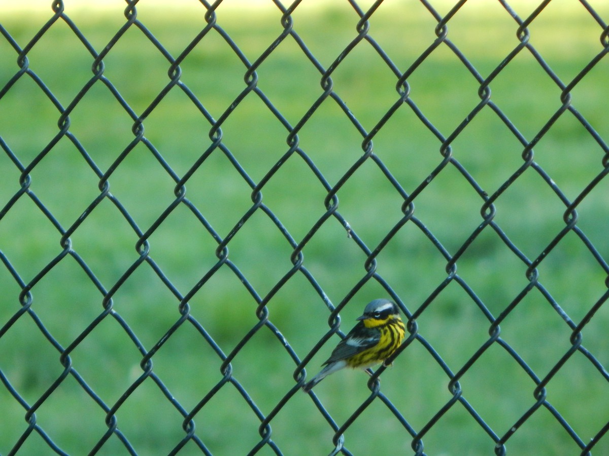 Magnolia Warbler - ML636509223