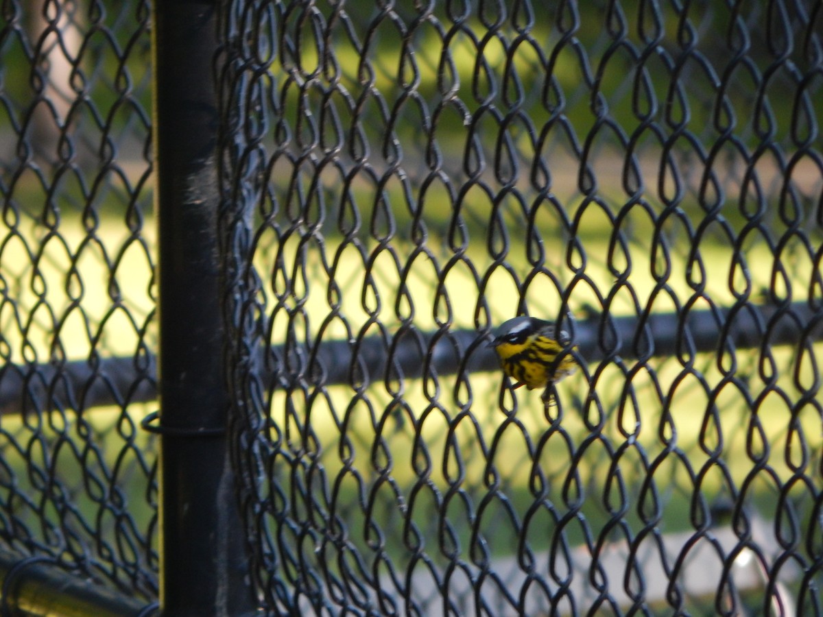 Magnolia Warbler - ML636509226