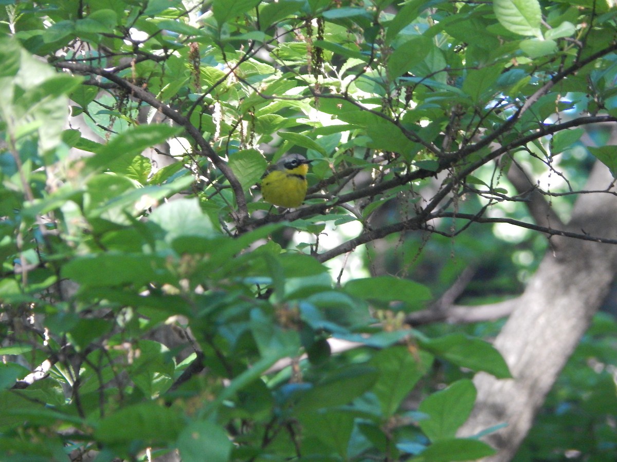 Magnolia Warbler - ML636509227