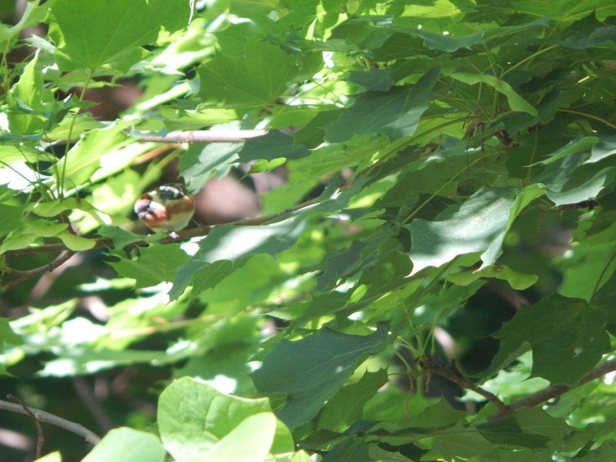 Bay-breasted Warbler - ML636509258