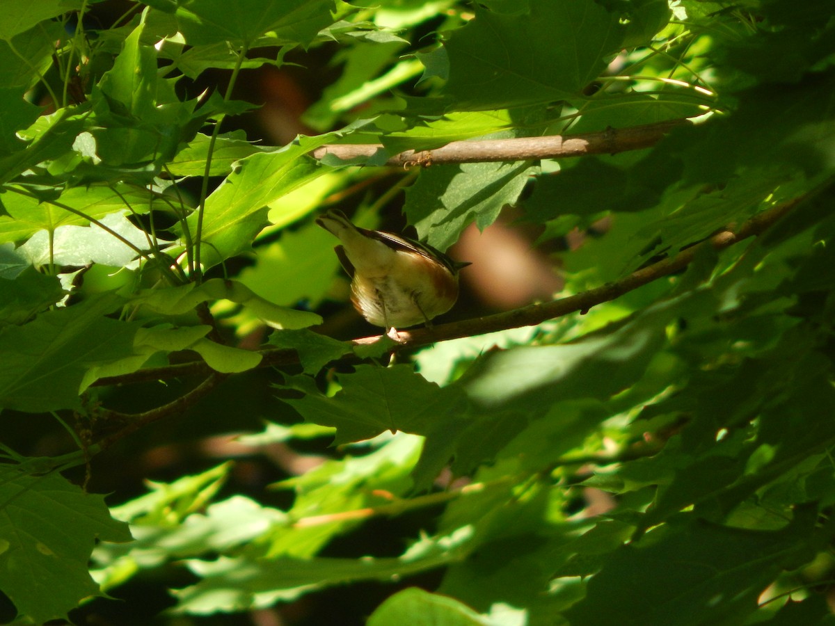 Bay-breasted Warbler - ML636509259