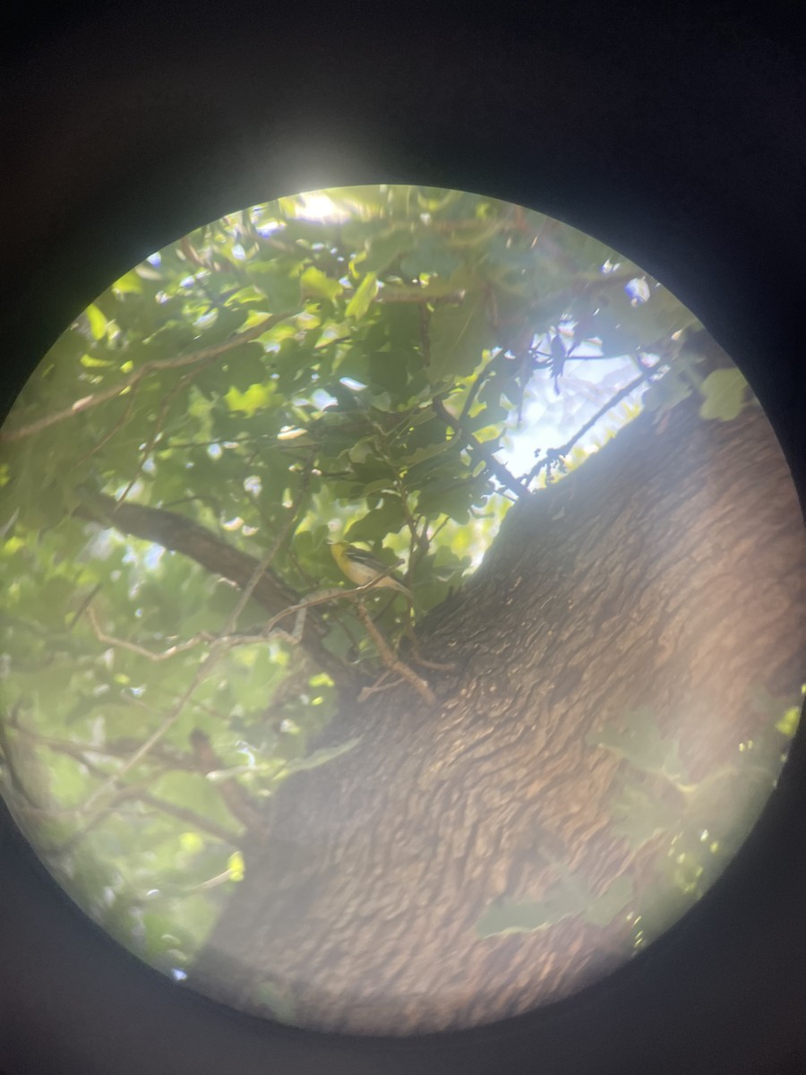 Yellow-throated Vireo - ML636509260