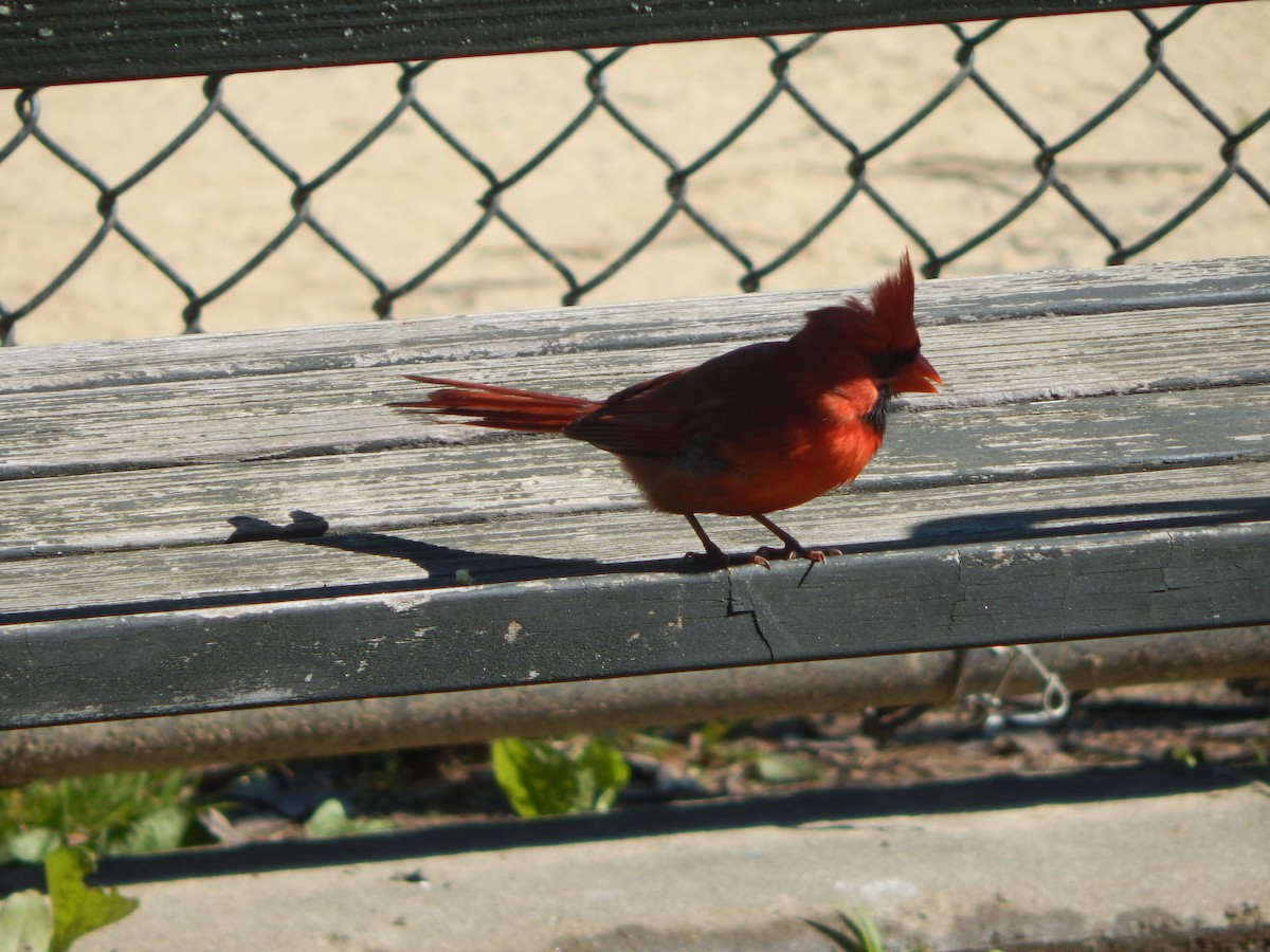 Northern Cardinal - ML636509274