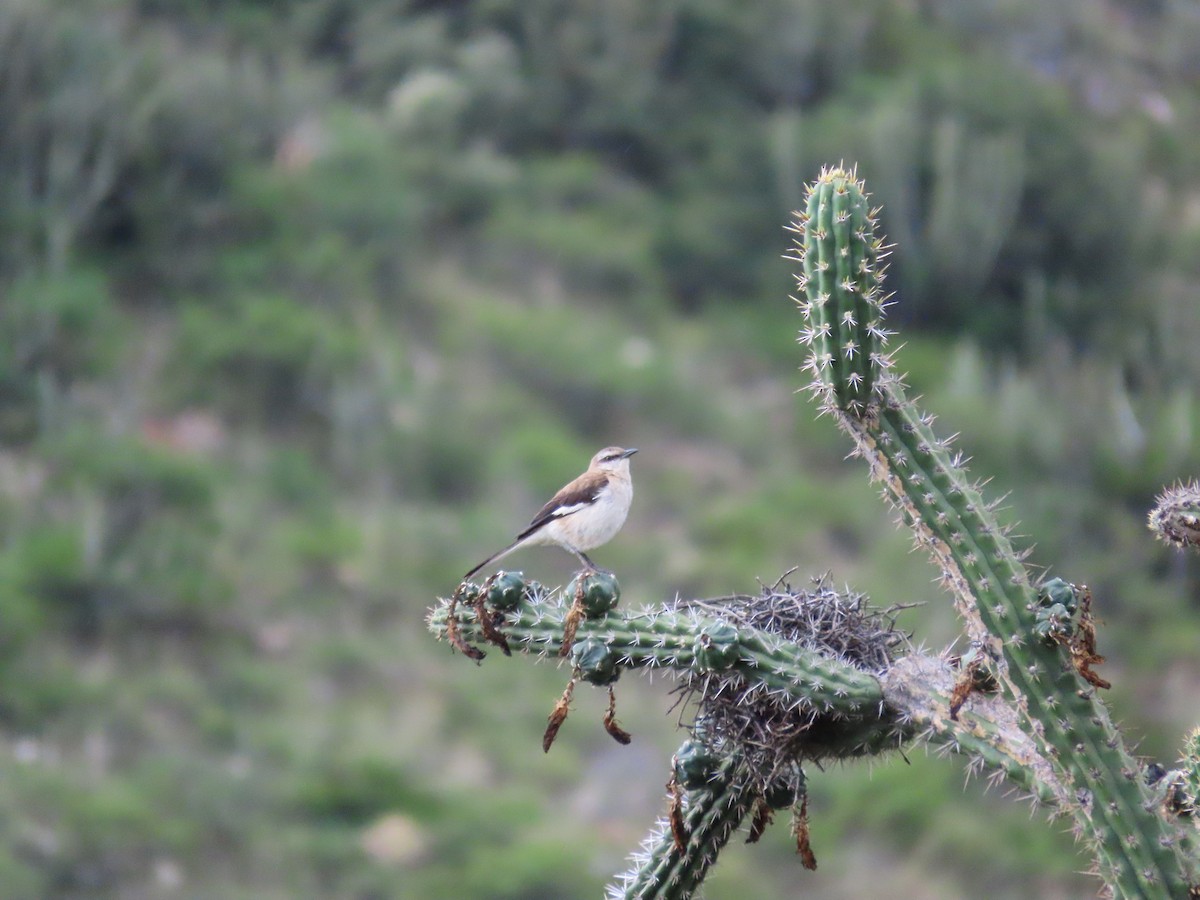 Brown-backed Mockingbird - ML636509358