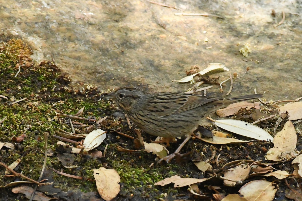 Lincoln's Sparrow - ML636509367