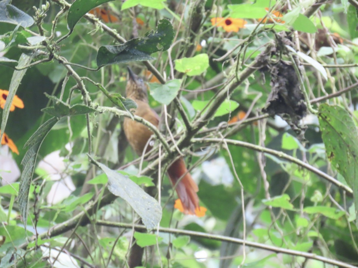 Streak-capped Treehunter - ML636509385